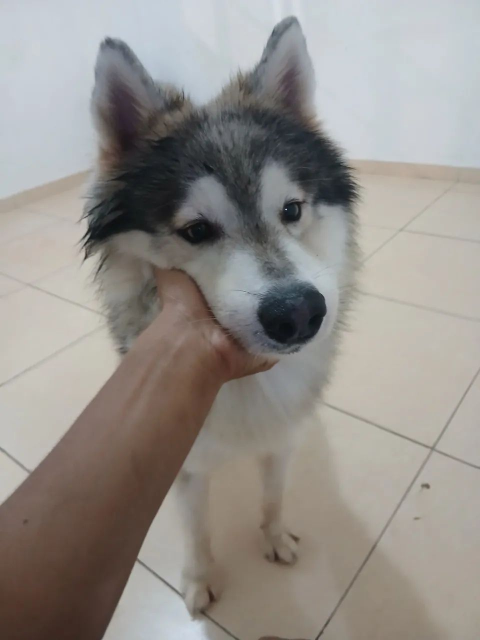 Husky siberiano  - Foto 2