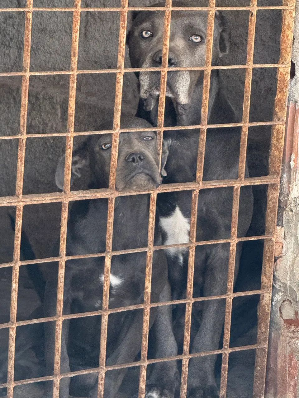 Filhote Cane Corso  - Foto 4