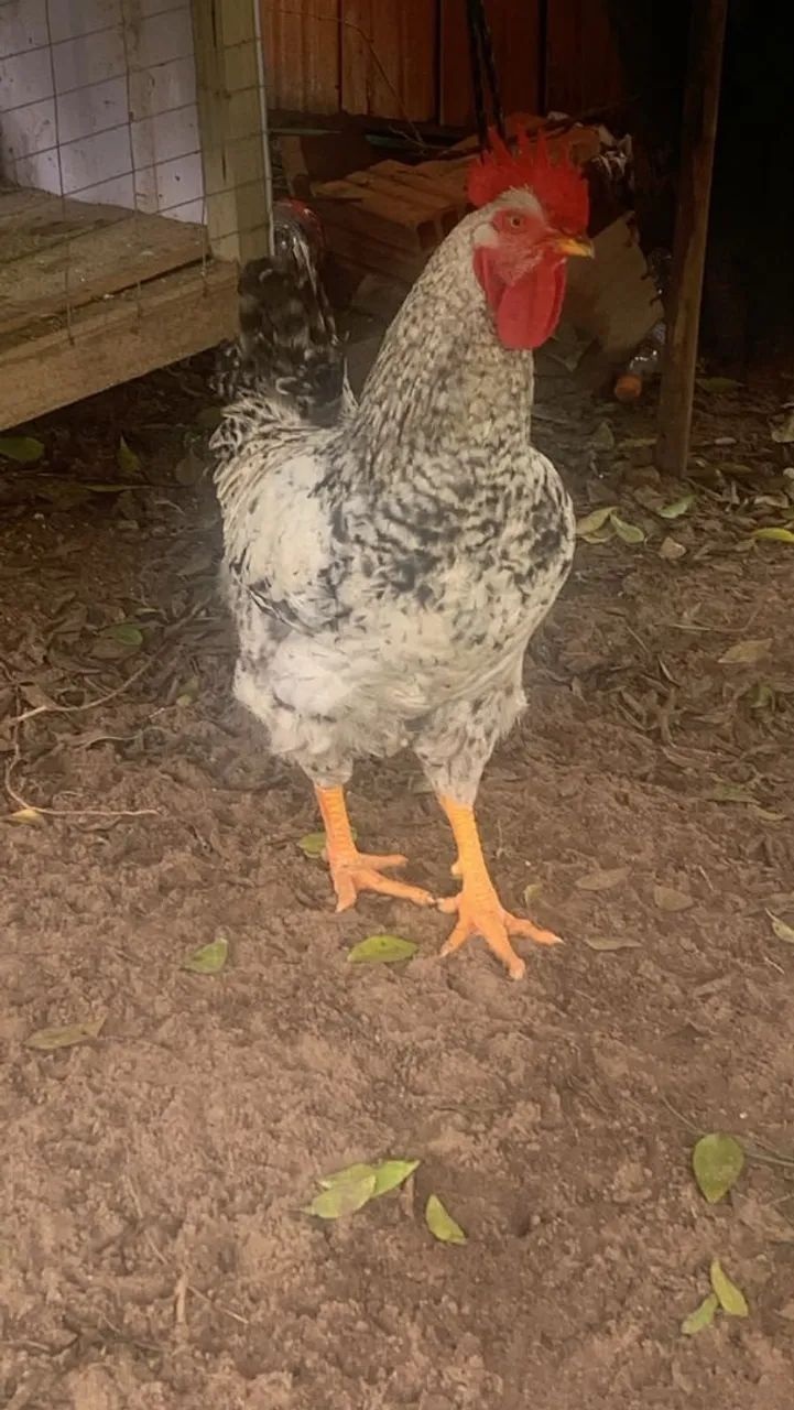 Galo - Foto 3