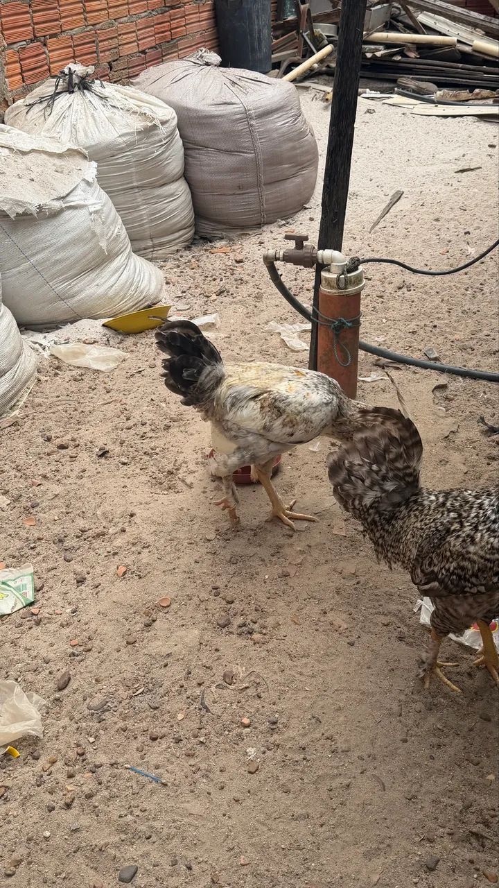 Vendo frango  - Foto 5