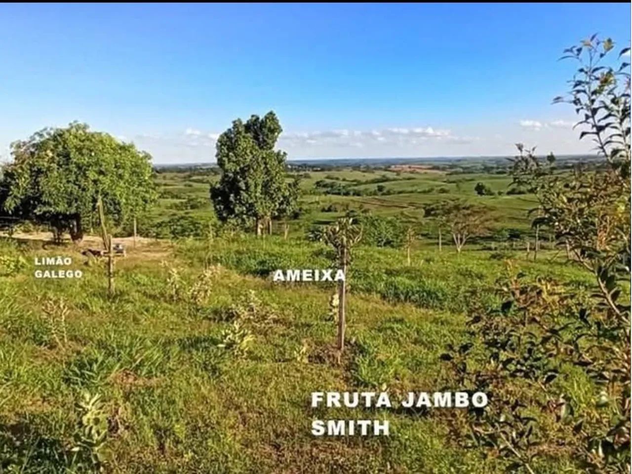 Foto - Presidente Prudente - Jardim Aviação