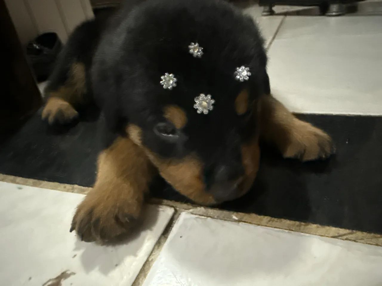 Rottweiler filhote 