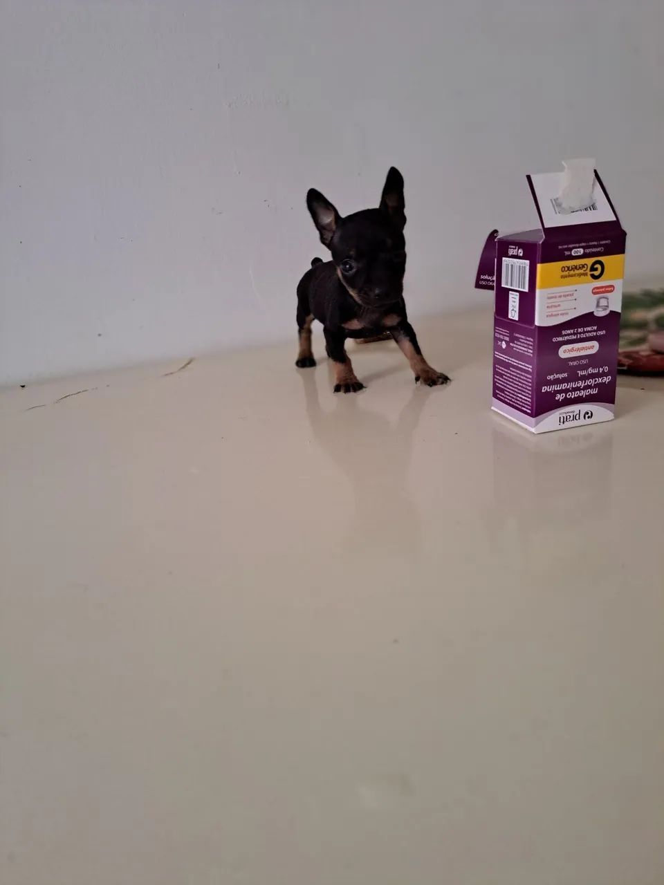Pinscher 0 - Foto 3