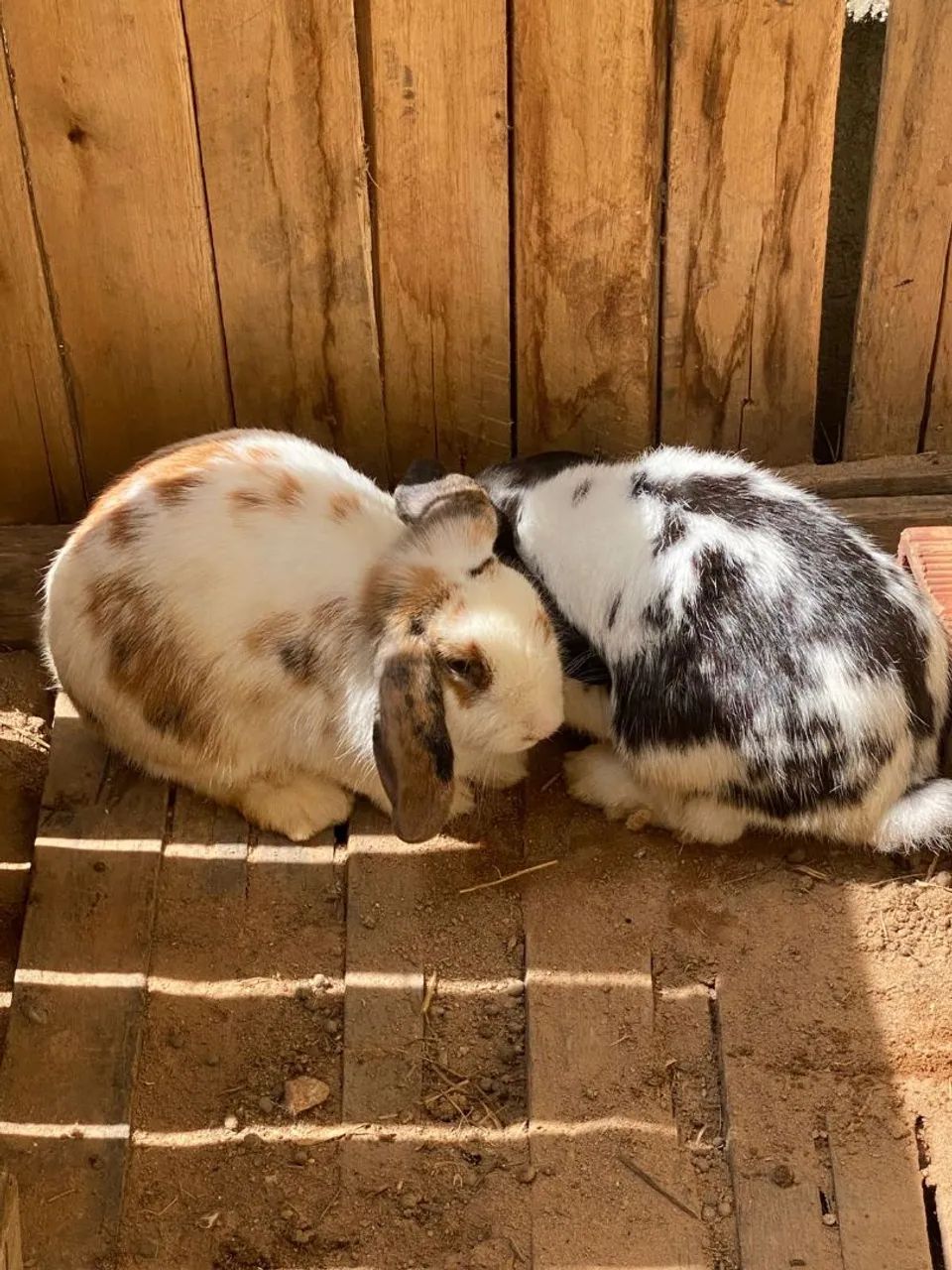 Coelhos a venda 