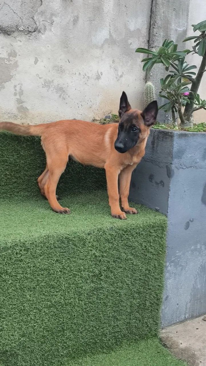 Malinois Macho - 10x de R$300 Sem Juros - Foto 3