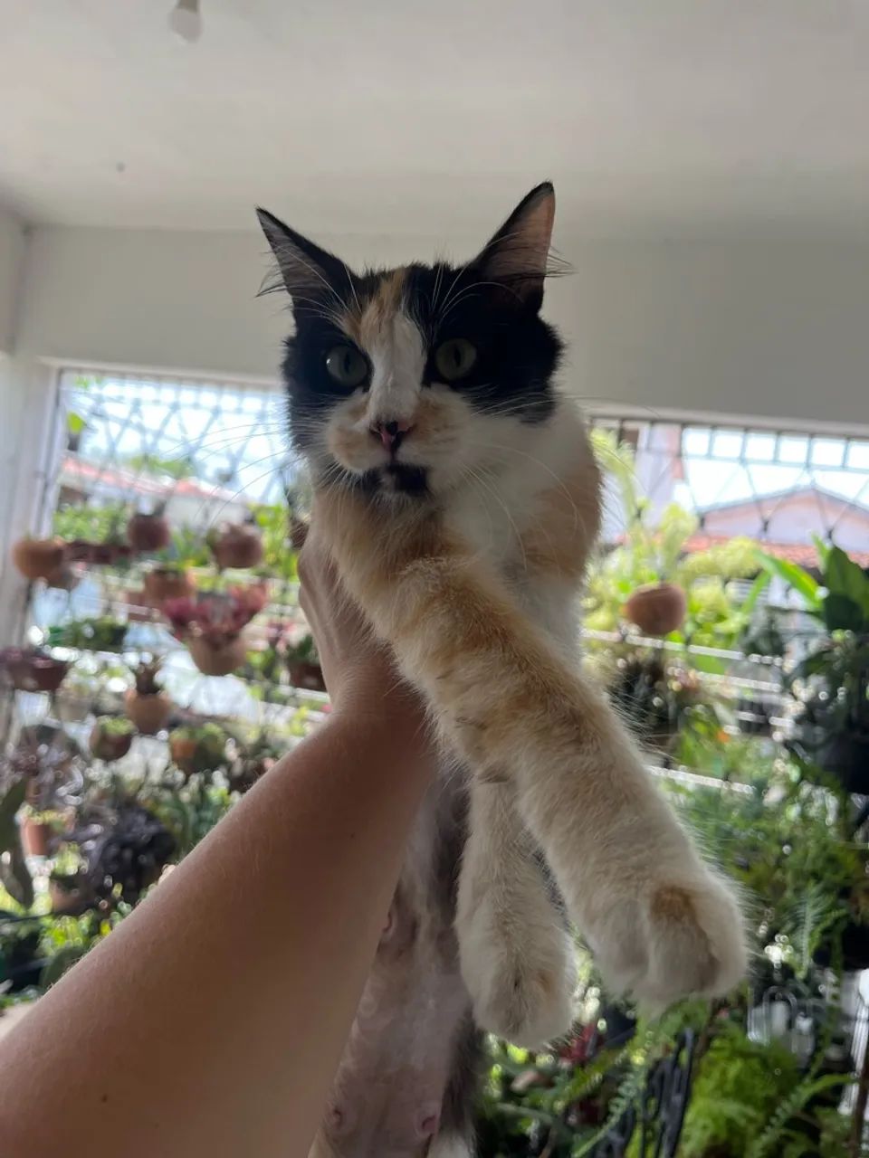Gatinhas para doação  - Foto 5