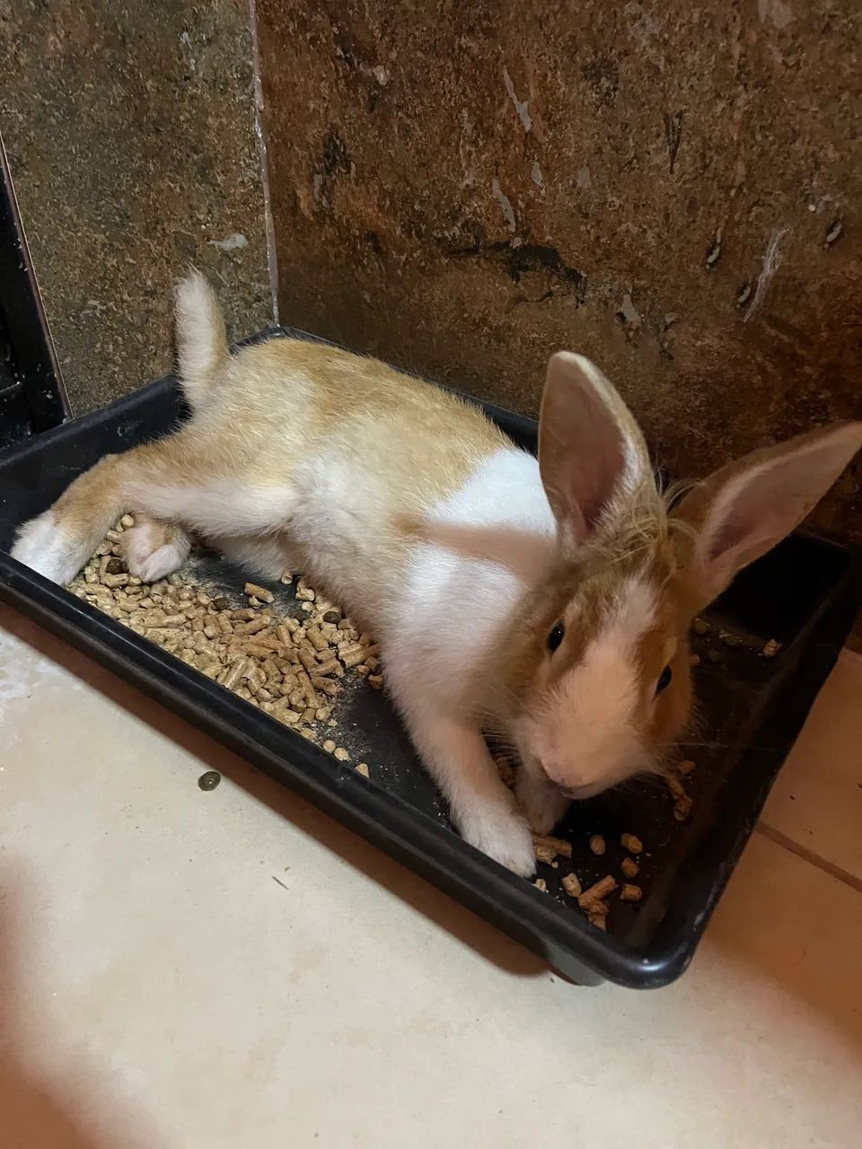 Coelhinho macho 10 meses 