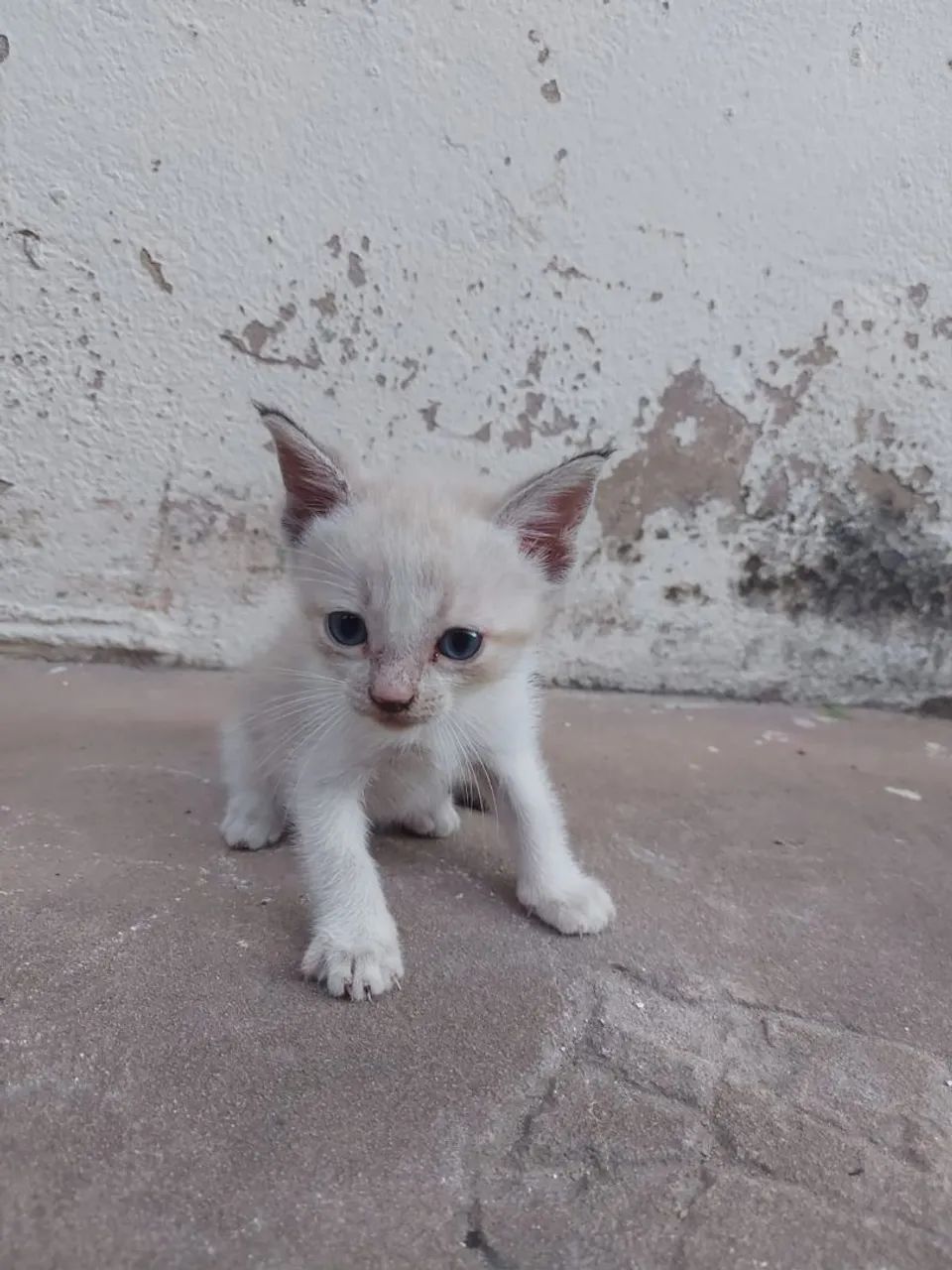 Gatos siameses para adoção responsável  - Foto 3
