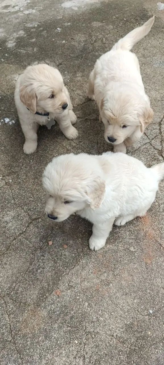 Vende-se Golden Retriever  - Foto 4
