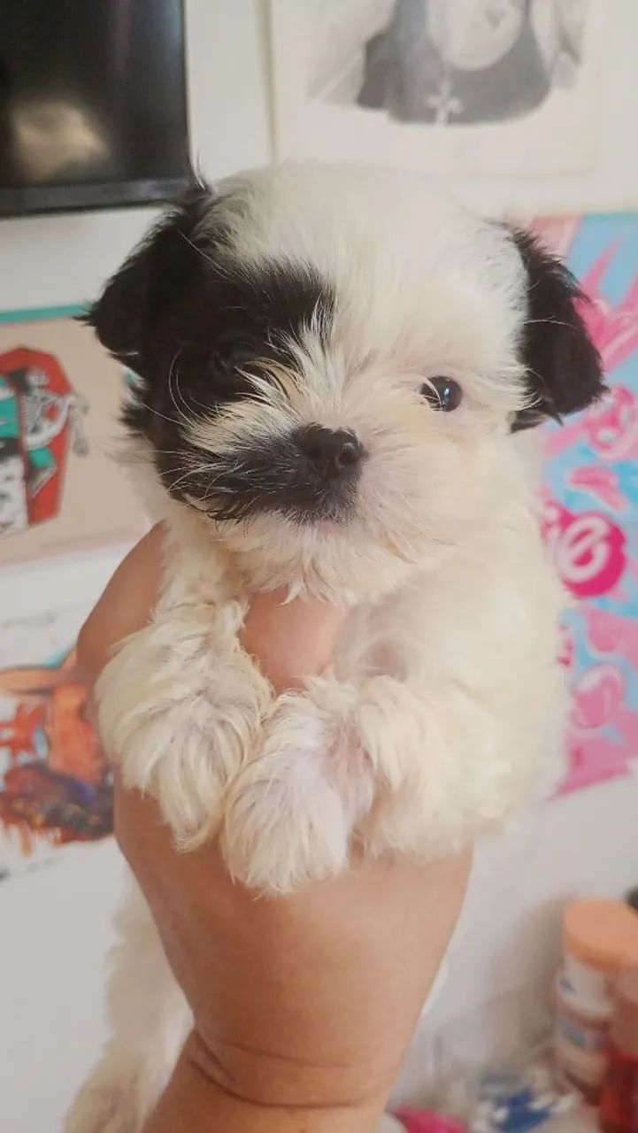 Bebe de shitzu macho 