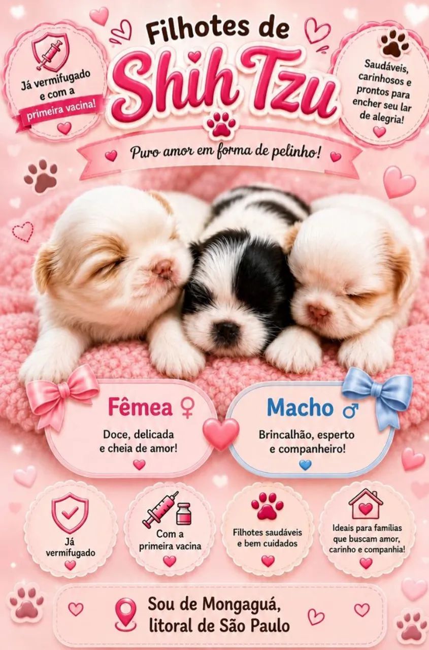 Filhotes de shih tzu