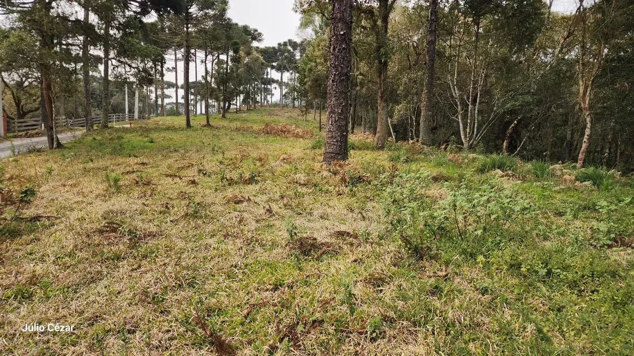 Terreno com Acesso Facilitado e Rica Vegetação - Foto 5