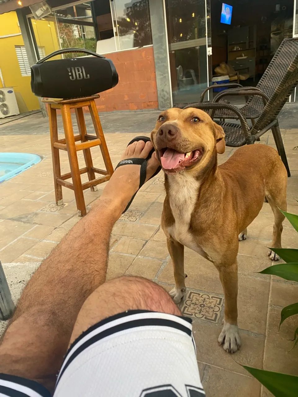 Cachorro pitbull adoção dócil  - Foto 3