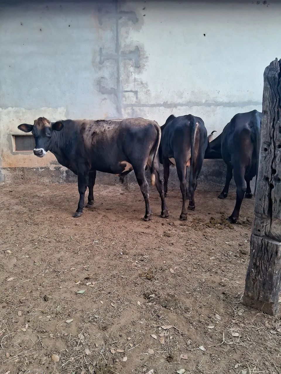 Gado de corte/ Barato - Foto 5