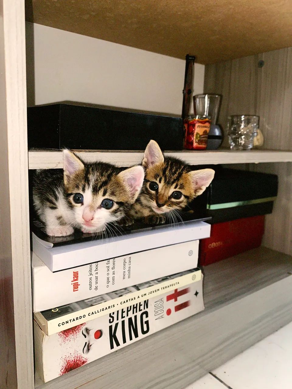 gato para adoção - Foto 4