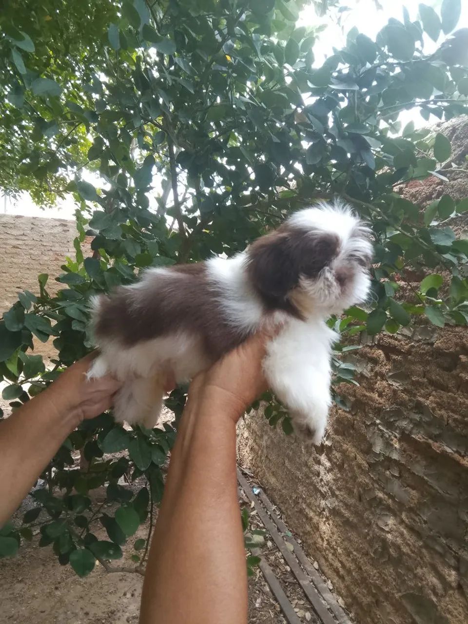Shih tzu fígado macho - Foto 3