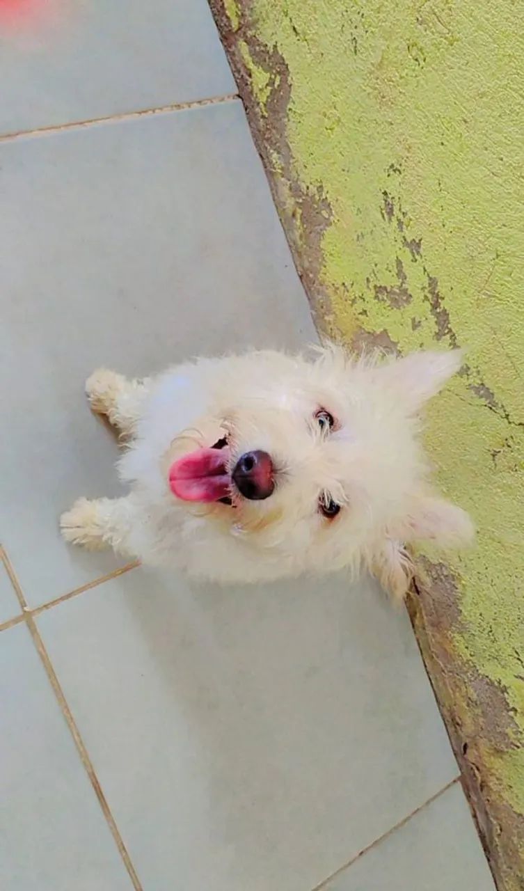 Doando cachorrinha - Foto 3