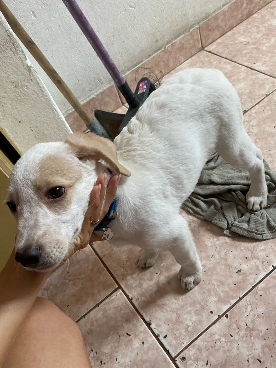 Cachorro para doação  - Foto 5