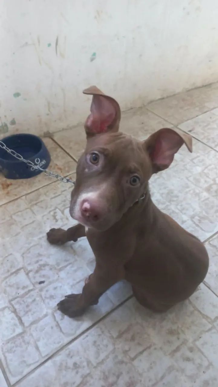 Pitbull rednosse