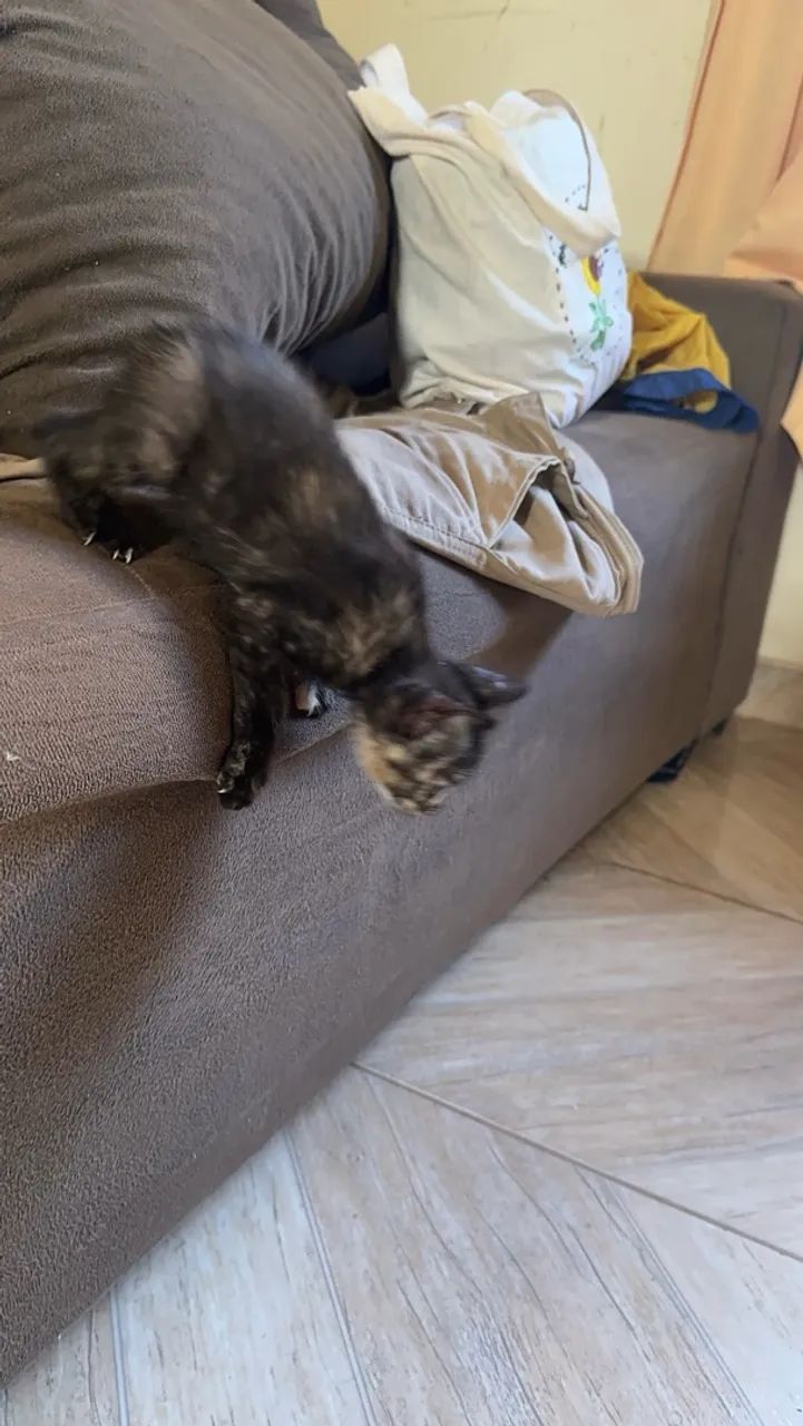 Gatinho doação  - Foto 5