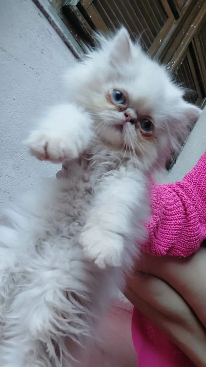 Gato persa - Foto 5