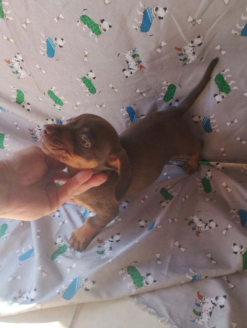 Dachshund / teckel / salsicha - Foto 5