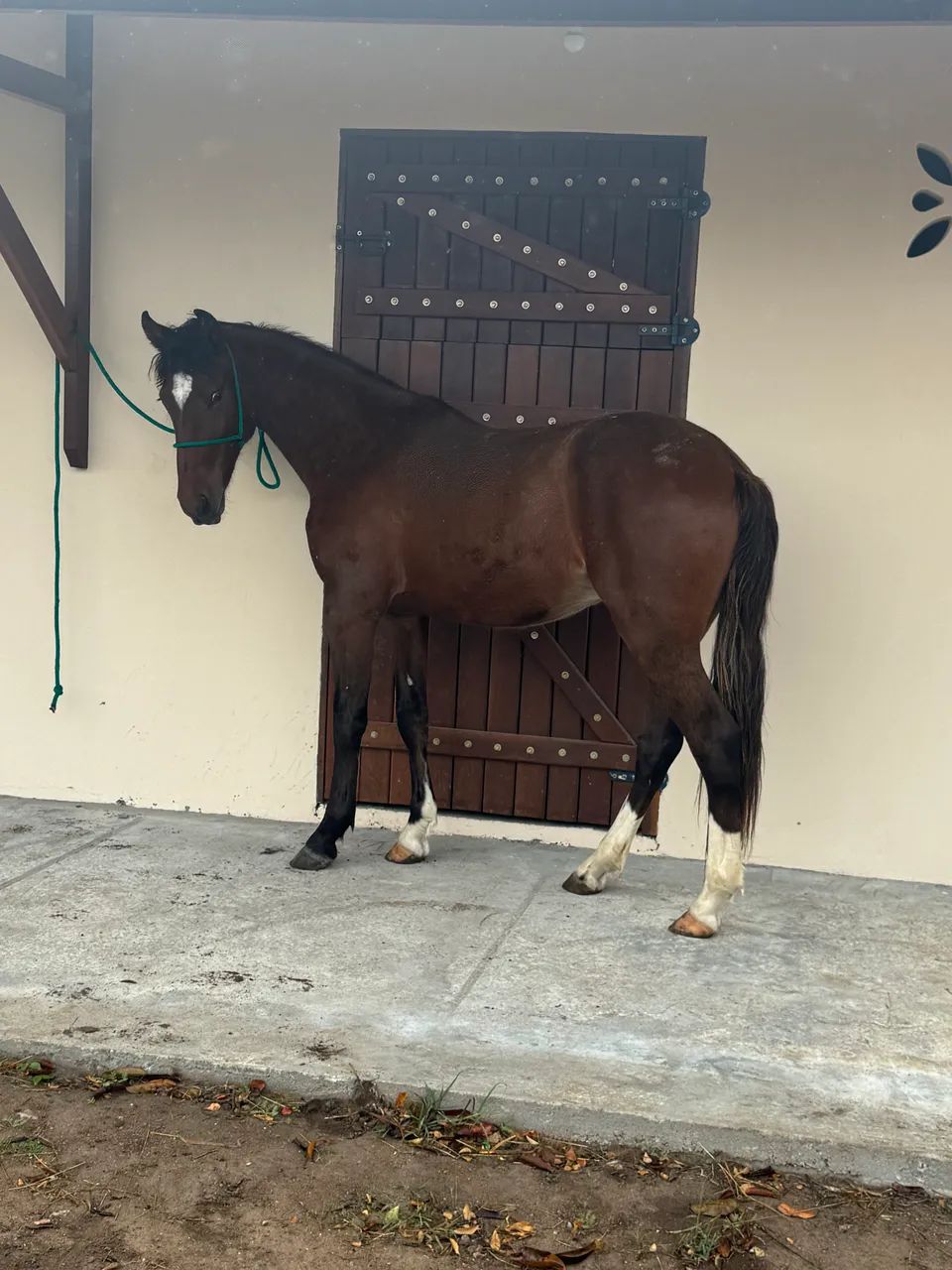 Potro Castanho Mangalarga Marchador 2 Anos - Em Fase de Doma - Foto 3