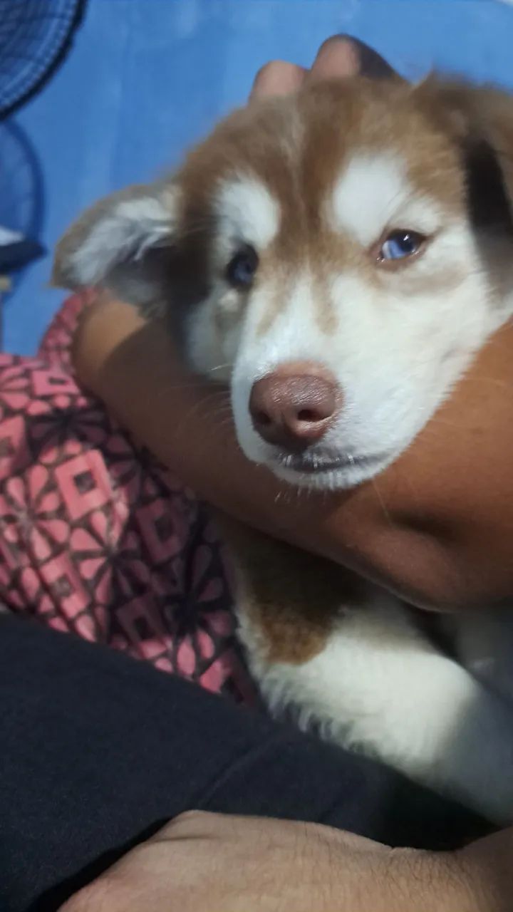 Husky Siberiano  - Foto 4