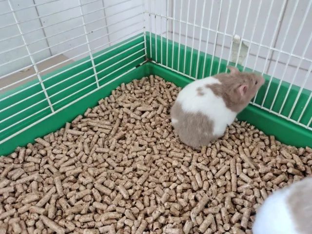 Hamster Sírio - Foto 5