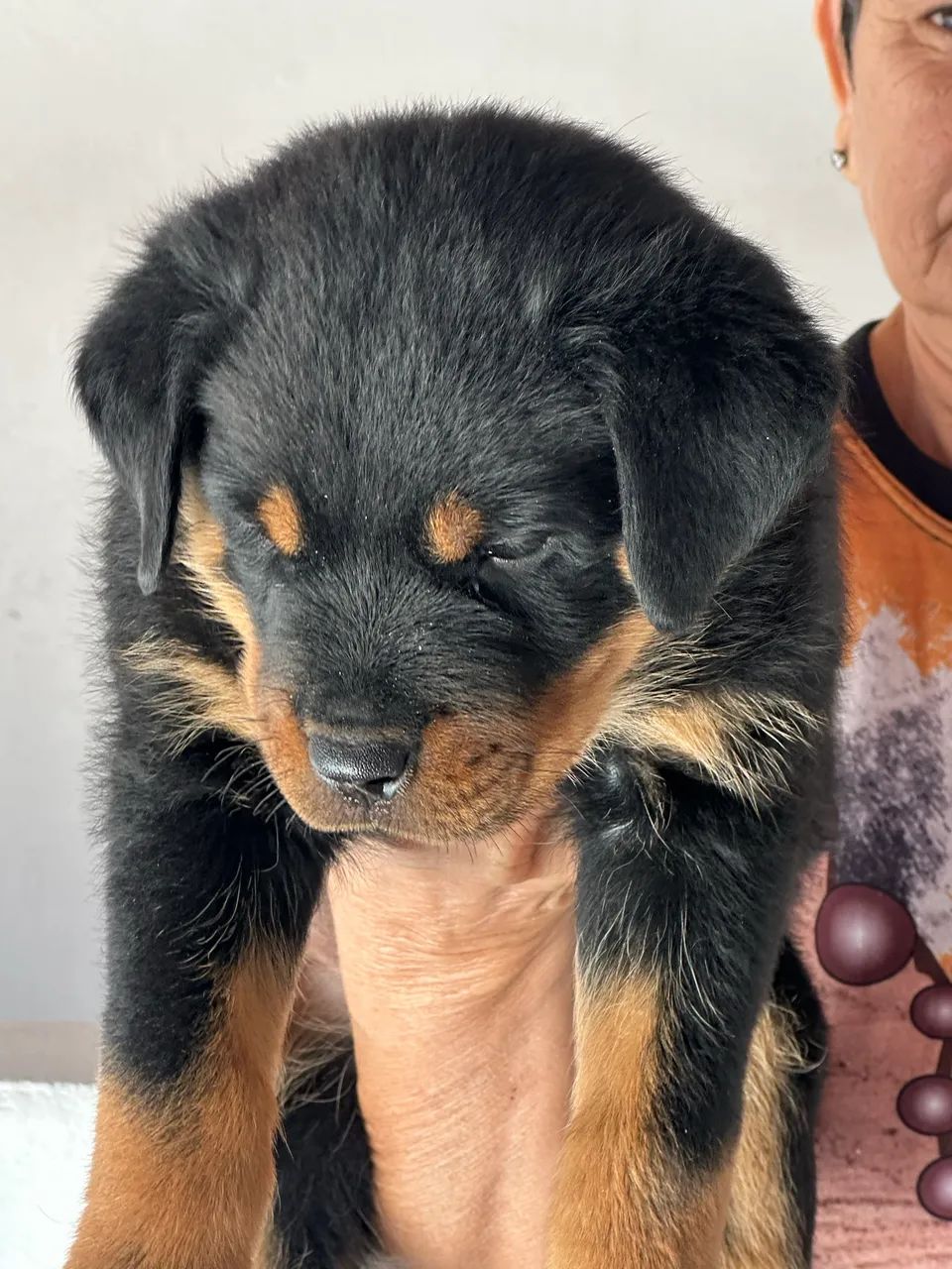 Rottweiler com pedigree  - Foto 2