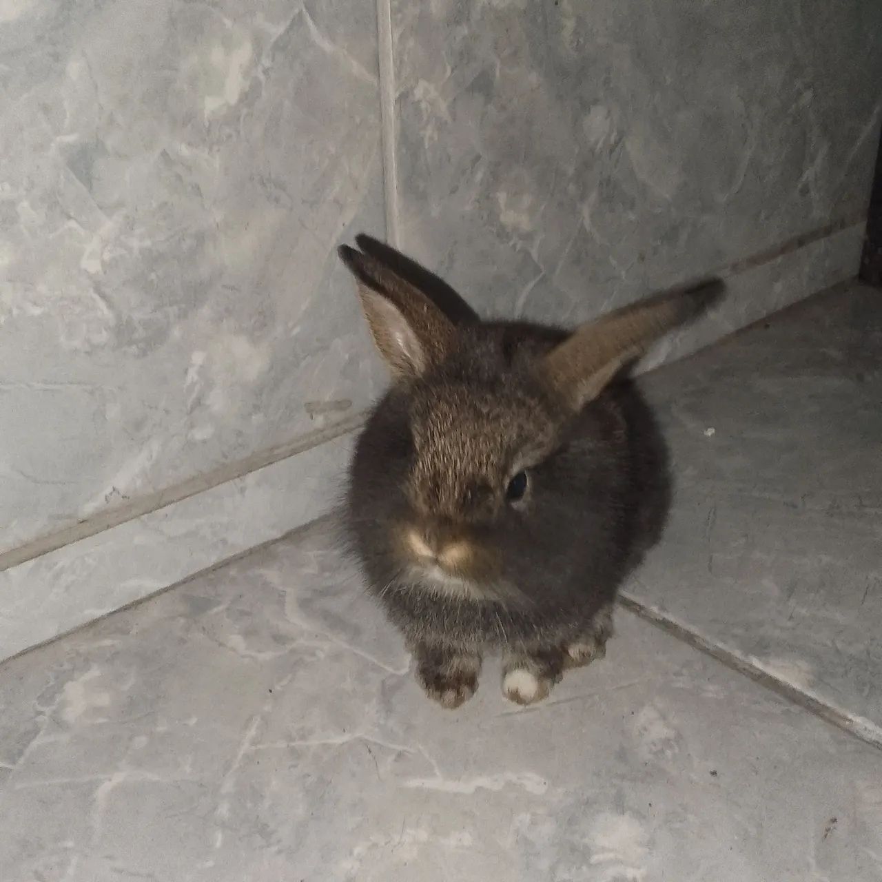 Coelhos filhotes de raça - Foto 2