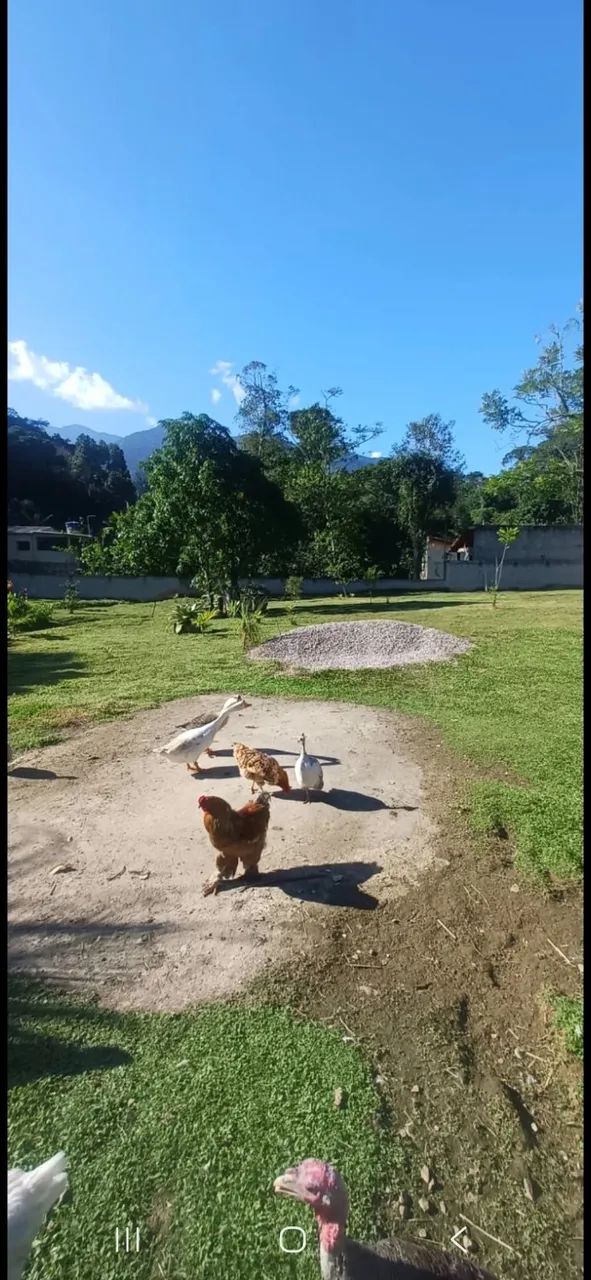 Terreno 1.500m2 - Foto 4