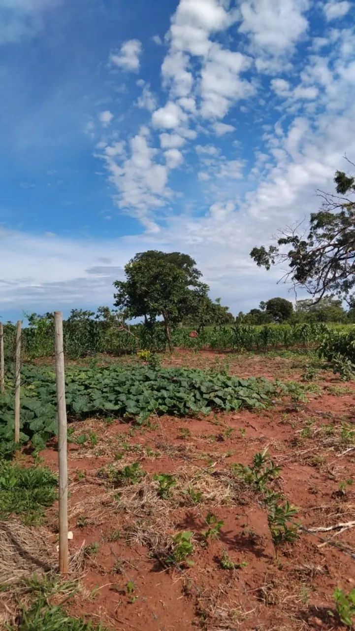 Foto - Uberlândia - Segismundo Pereira
