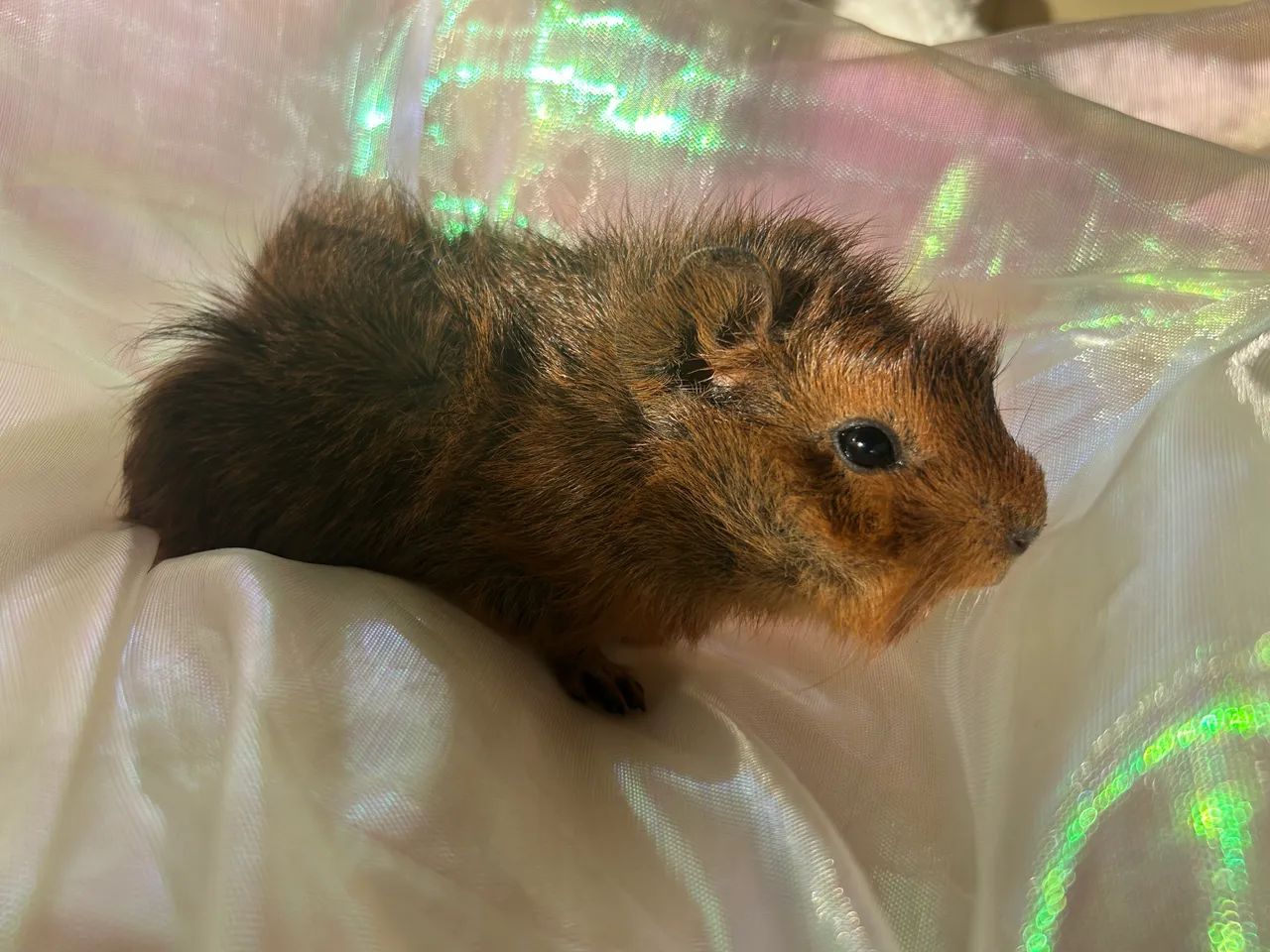 Porquinhos da Índia  - Foto 5