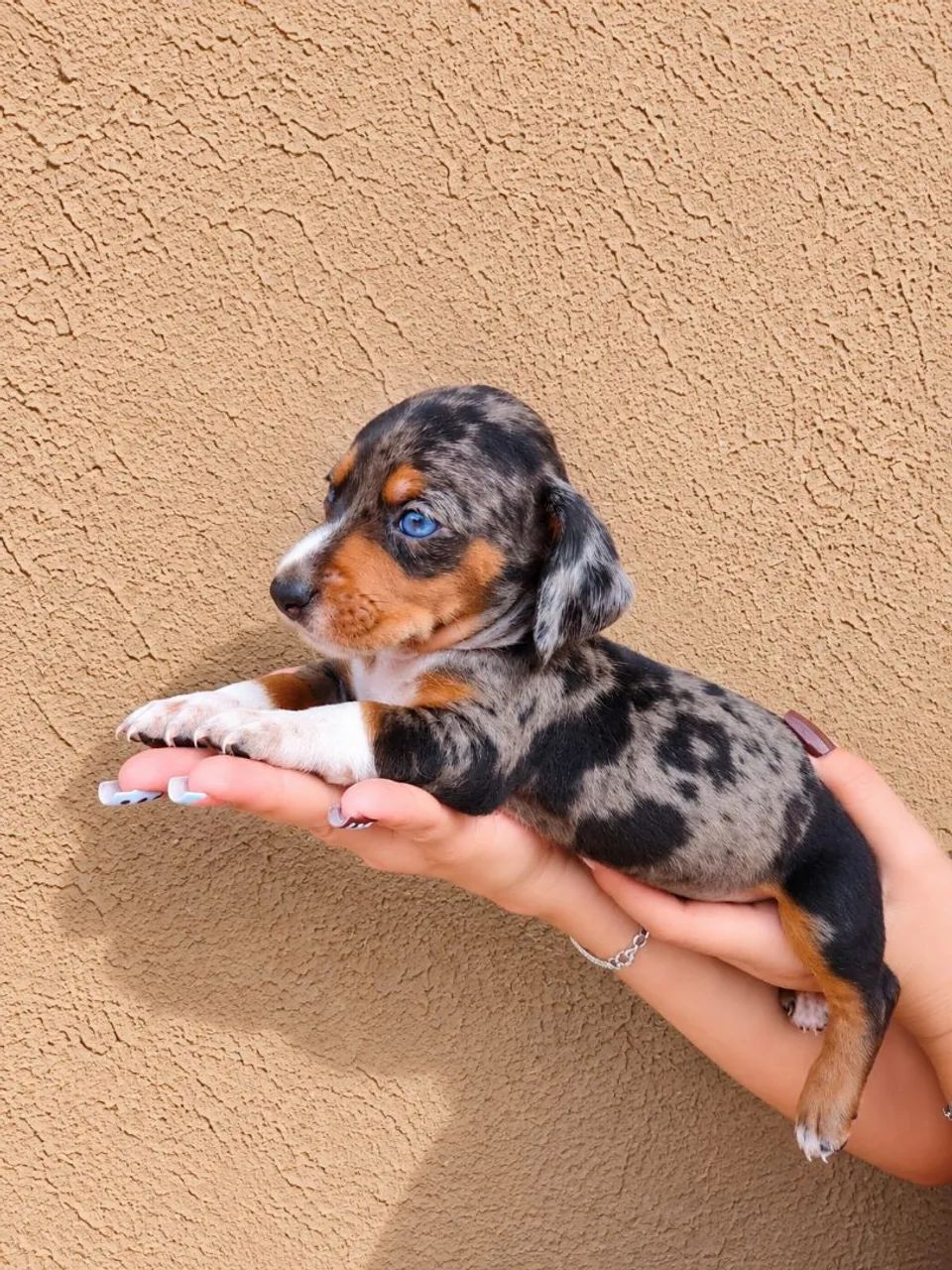 Dachshund 