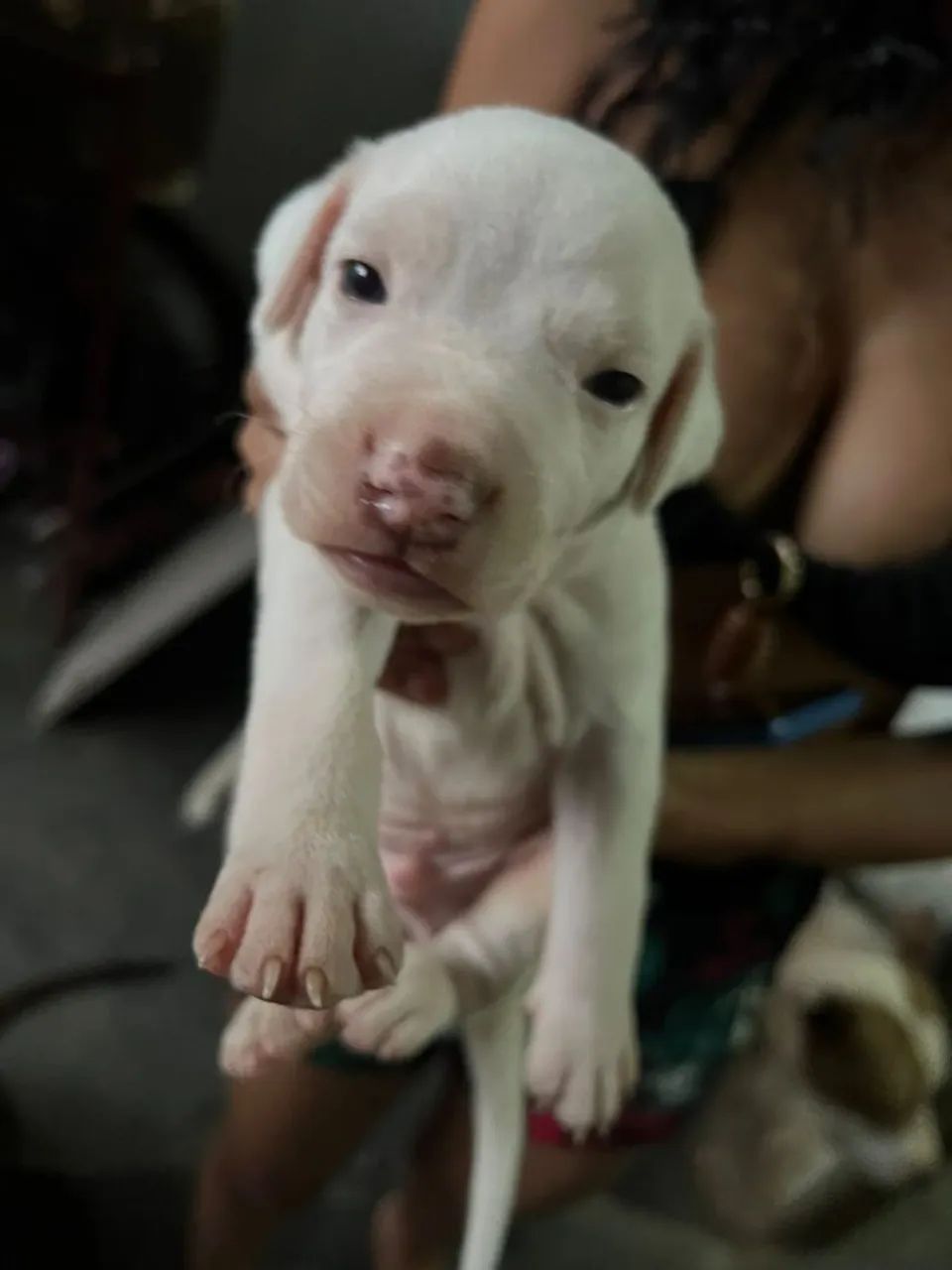 Filhote Pitbull  - Foto 4