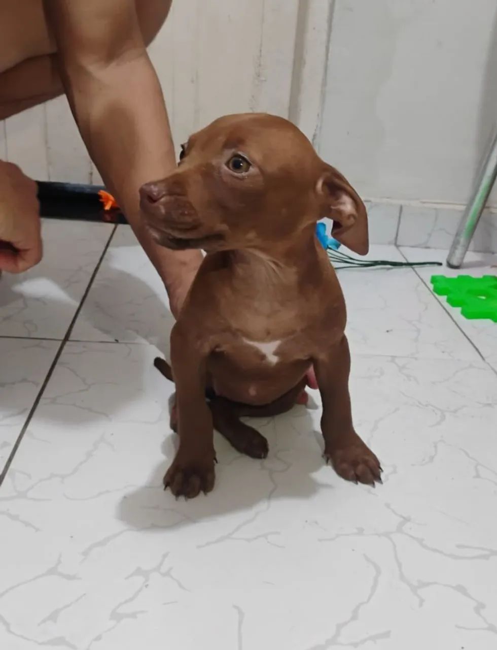 Filhotes de Pitbull 