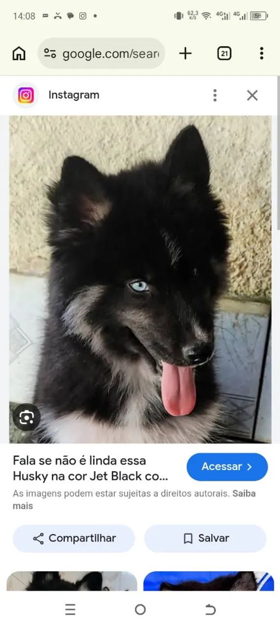 Vendo husky siberiano  - Foto 2