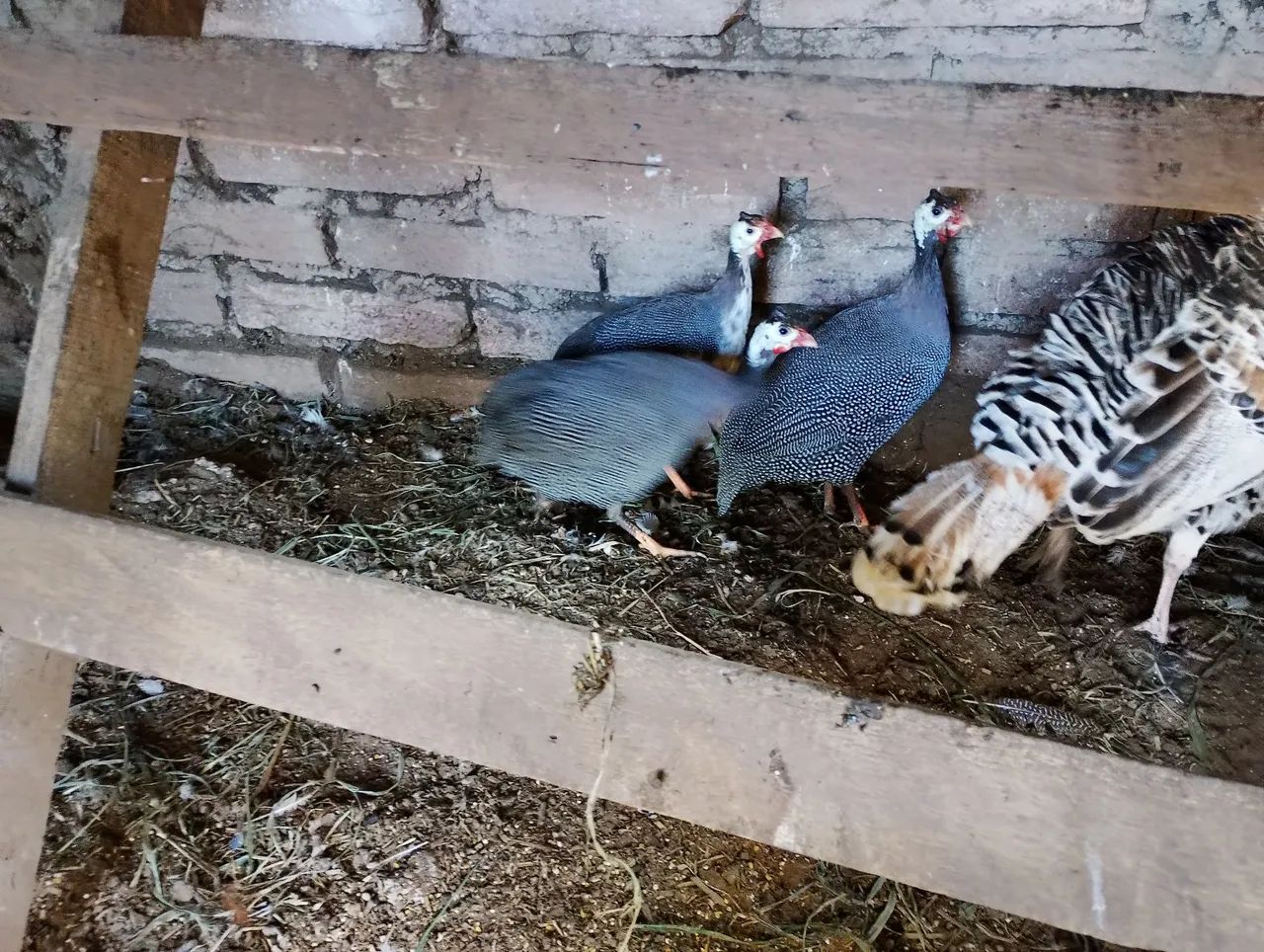 Angolista e perus troco por galinhas poedeiras - Foto 3