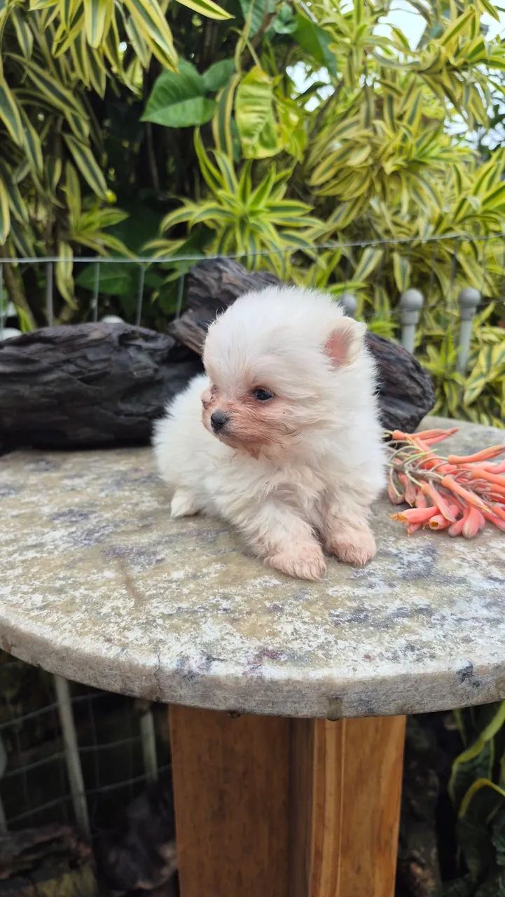 Cachorro 