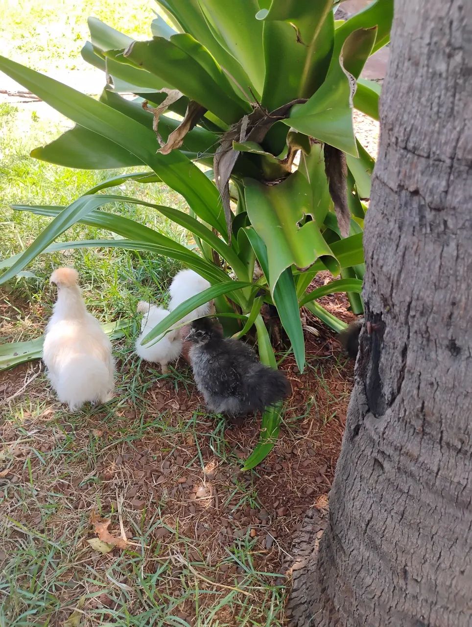 VENDO SEDOSA  - Foto 2