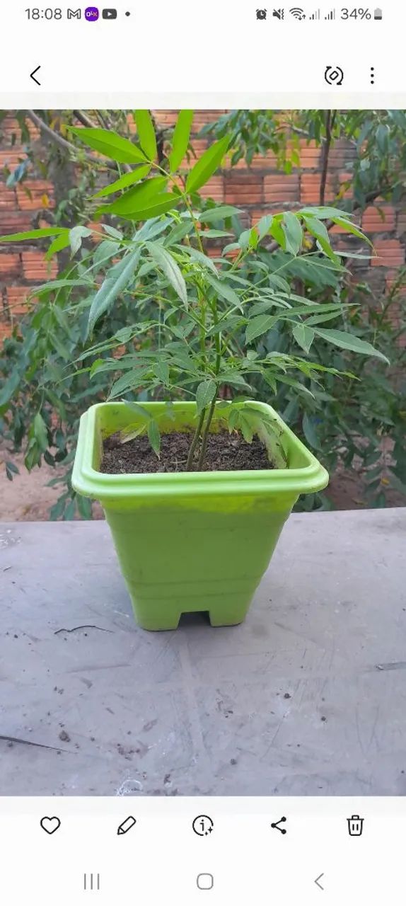 Pés de cajá  - Foto 3
