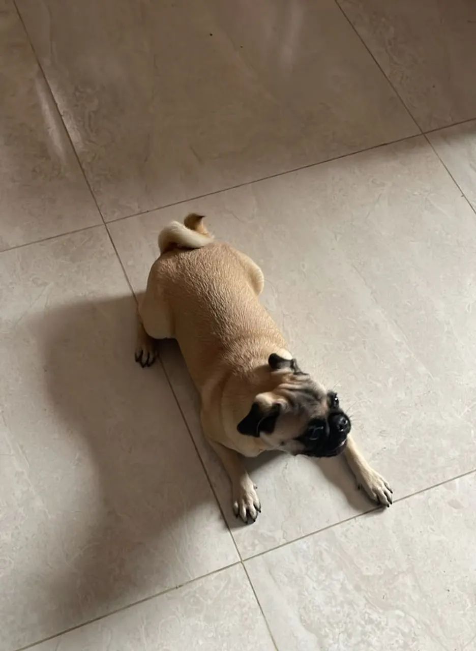 Pug - Foto 5