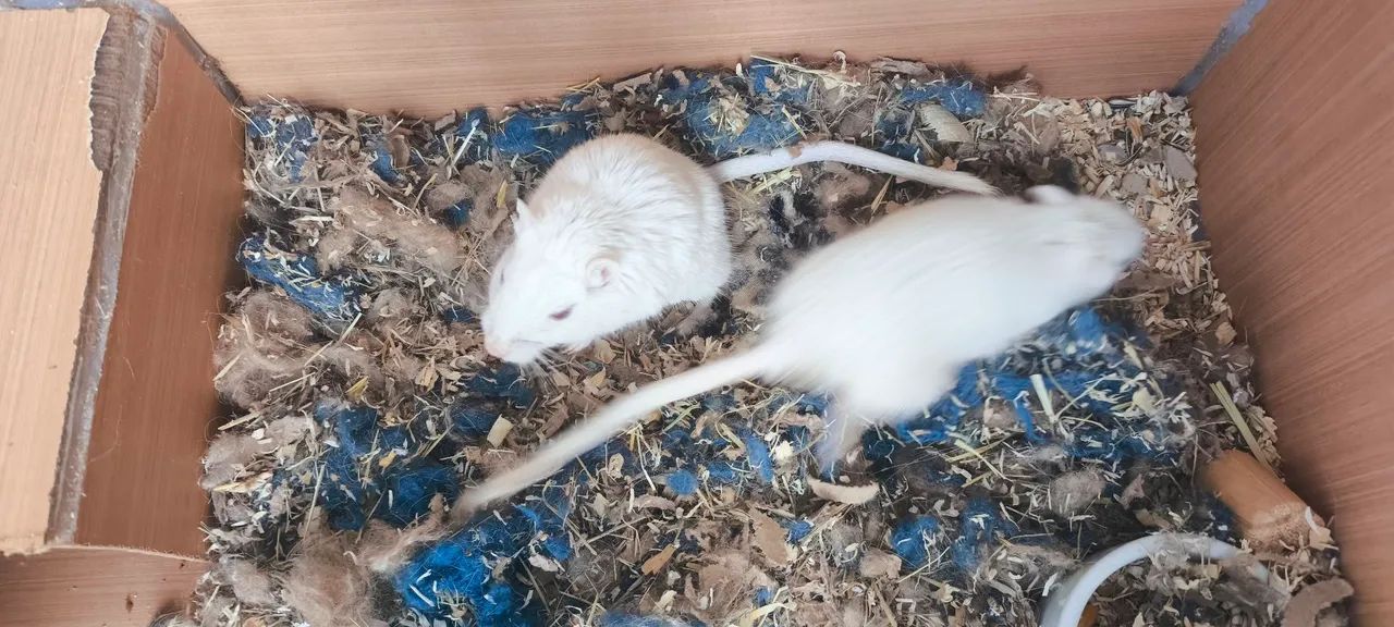 Gerbi  - Foto 3