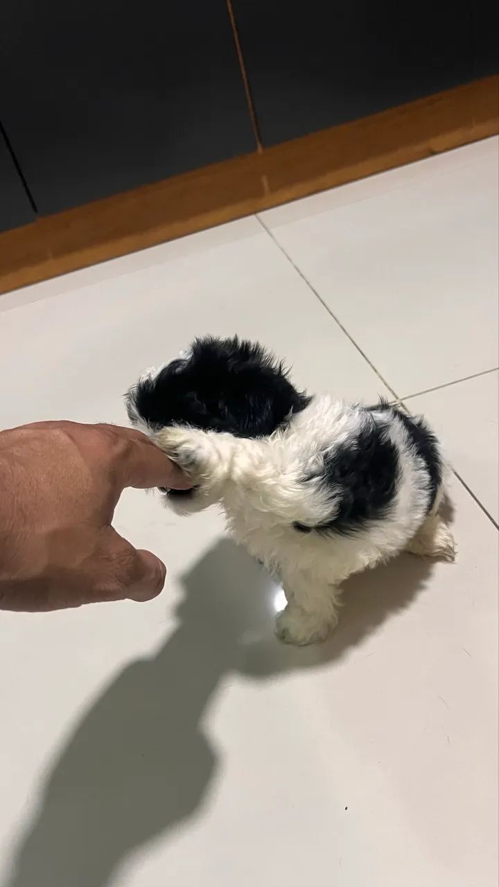 Shih Tzu - Foto 4