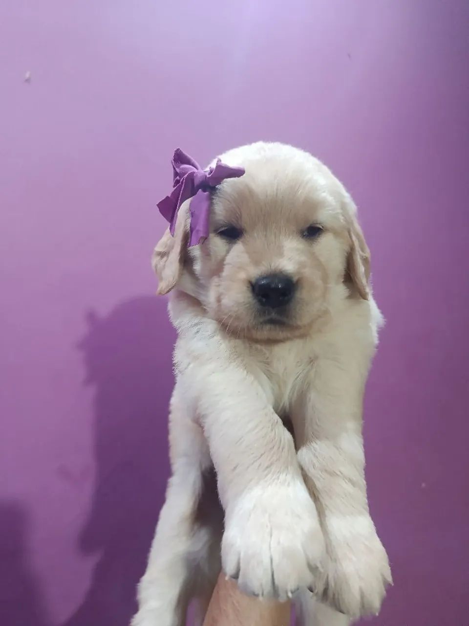Golden Retrivier 