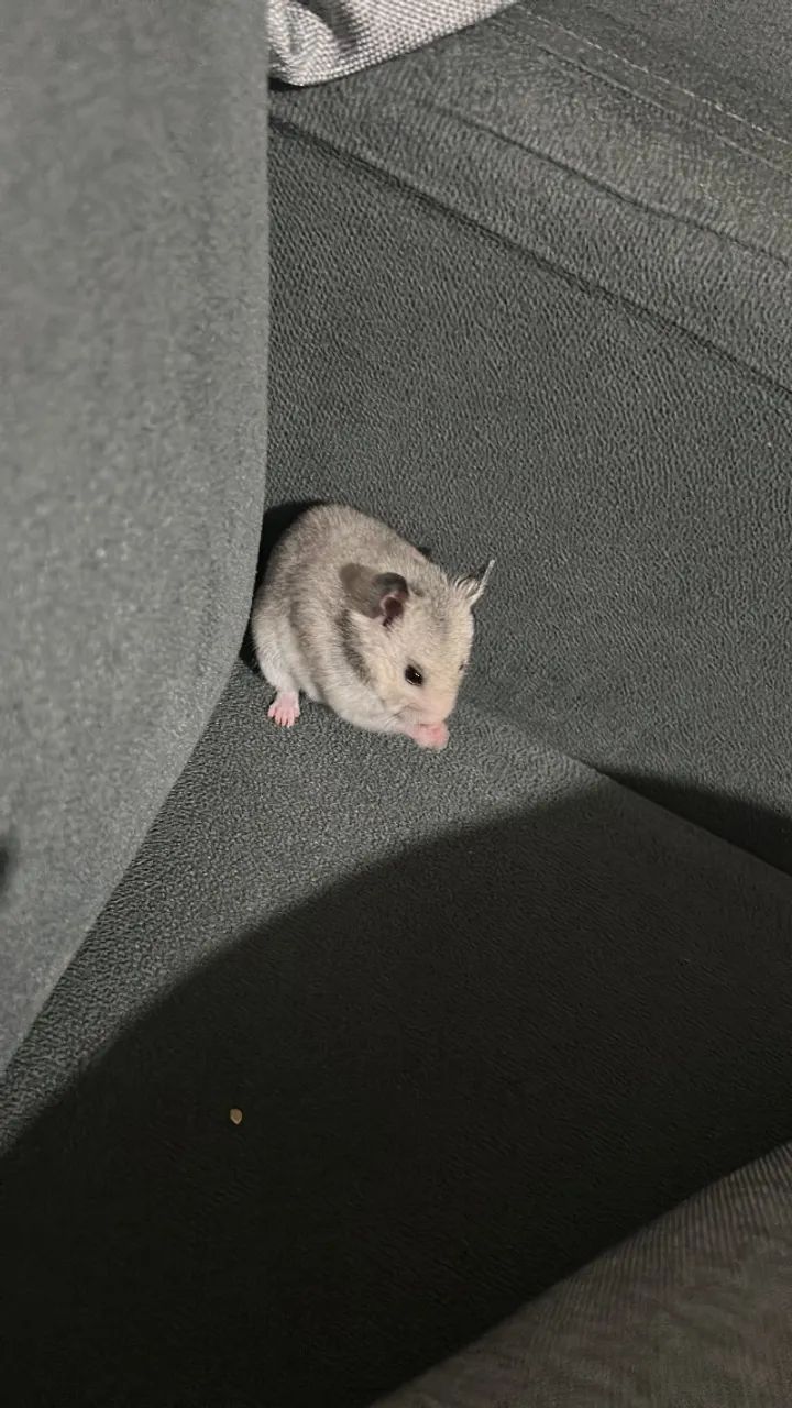 Hamster