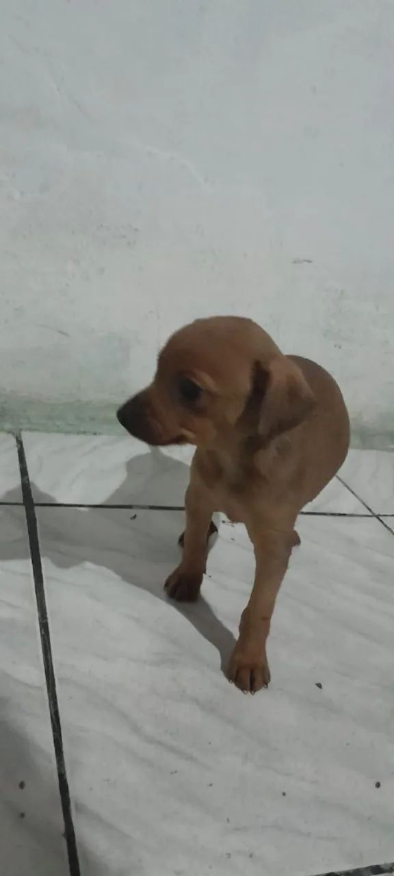 Pinscher  - Foto 5