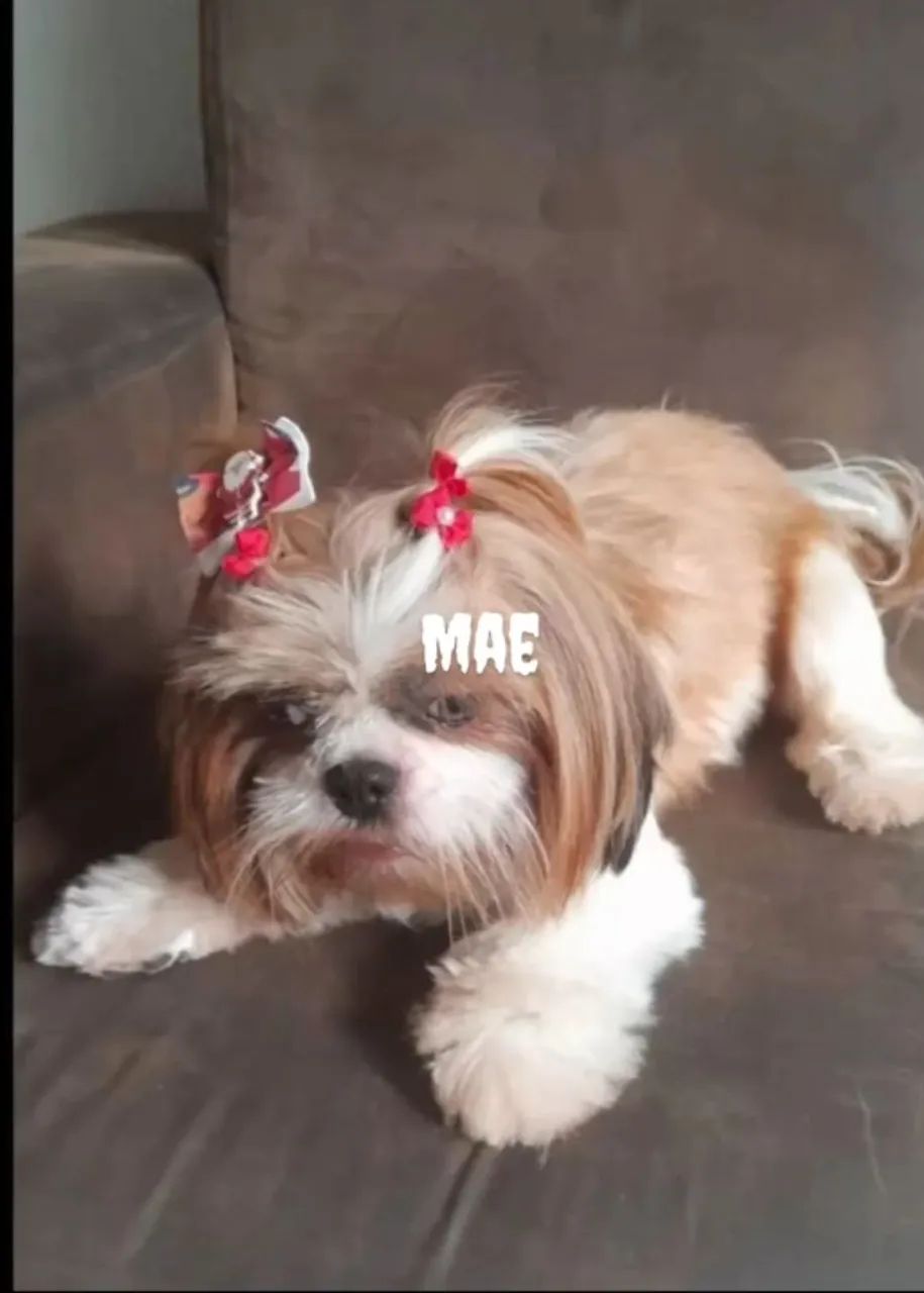 Cachorro  - Foto 2
