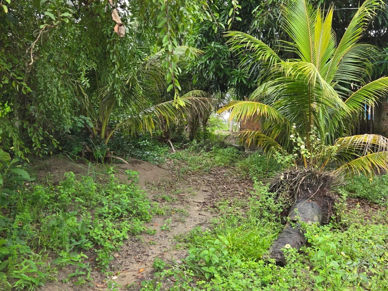 Vendo sítio povoado Jurubeba - São Cristóvão  - Foto 5
